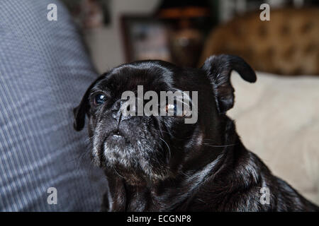 Pug sul divano Foto Stock