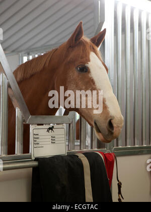 Vernice felice a cavallo con i suoi orecchi fino appendere fuori nella sua fase di stallo. Foto Stock