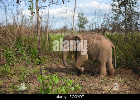 Un bambino di elefante di Sumatran in modo Parco Nazionale di Kambas, Indonesia. Foto Stock