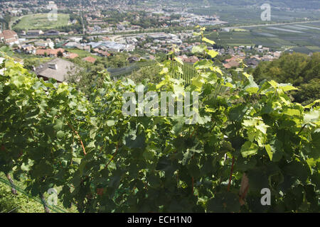 Alberi di mele a Marlengo Waal percorso fluviale Foto Stock