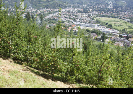 Alberi di mele a Marlengo Waal percorso fluviale Foto Stock