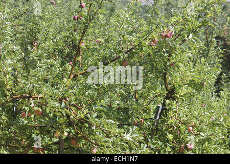 Alberi di mele a Marlengo Waal percorso fluviale Foto Stock