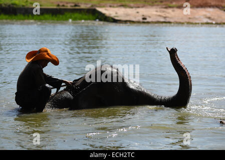 Una mattina di routine in Elephant Conservation Centre in modo Kambas: mahout (elephant keeper) prendere i loro animali nel momento in bagno. Foto Stock