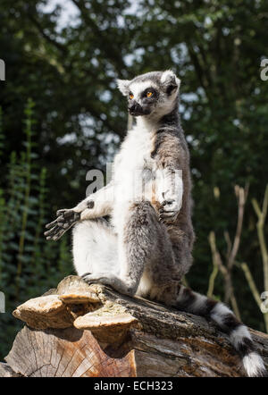 Anello-tailed lemur (Lemur catta) è riscaldata. Umoristico foto di animali. Il tema naturale. Foto Stock