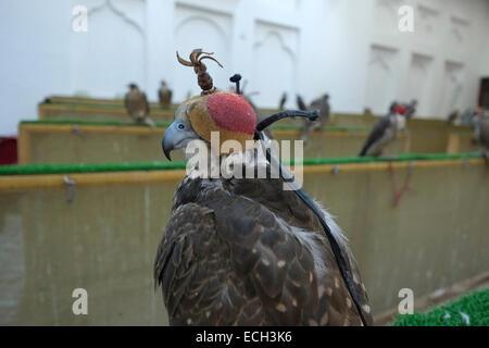 Tethered falchi incappucciati in vendita nel Falcon Souq vicino mercato Waqif situato nel quartiere di Al Souq che è situato nel centro di Doha capitale del Qatar Foto Stock
