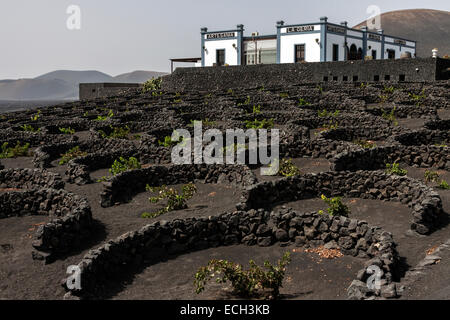 Tipici vigneti in coltura secca in ceneri vulcaniche, lava, Bodega artesania, regione viticola La Geria, Lanzarote Foto Stock