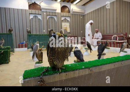 Tethered falchi incappucciati in vendita nel Falcon Souq vicino mercato Waqif situato nel quartiere di Al Souq che è situato nel centro di Doha capitale del Qatar Foto Stock