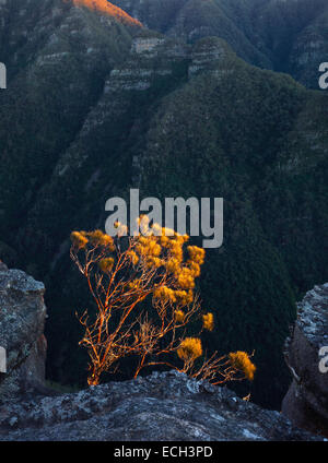 La prima luce di catture un Allocasuarina appollaiato sulla cima di una scogliera che si affaccia Thurat guglie, Kanangra Boyd National Park, Australia Foto Stock