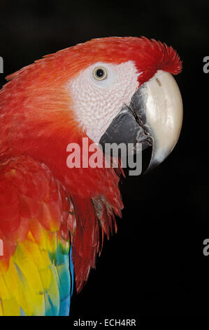 Scarlet Macaw (Ara Macao), a Xcaret, eco-parco archeologico, Playa del Carmen, Quintana Roo stato, Riviera Maya Foto Stock