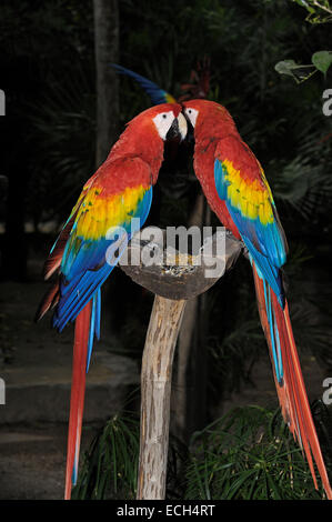 Scarlet Macaws (Ara Macao), a Xcaret, eco-parco archeologico, Playa del Carmen, Quintana Roo stato, Riviera Maya Foto Stock