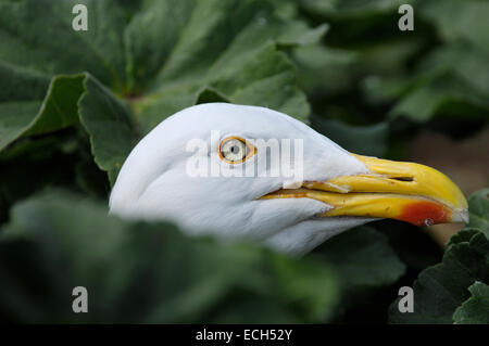 Aringa Gabbiano (Larus argentatus) sul nido Foto Stock