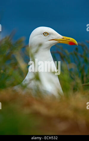 Aringa Gabbiano (Larus argentatus) sul nido Foto Stock