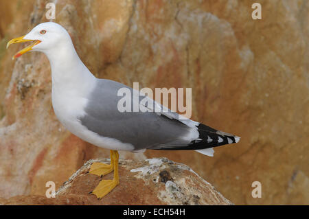 Giallo-zampe (gabbiano Larus michahellis) Foto Stock