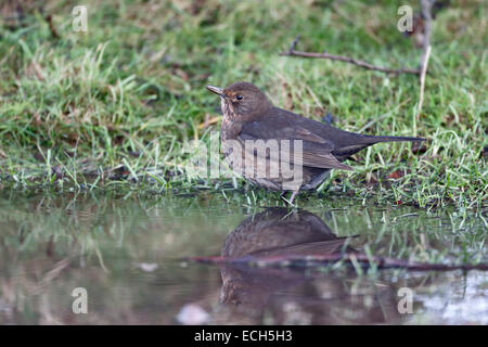 Merlo, Turdus merula, unica donna bere, Warwickshire, Dicembre 2014 Foto Stock