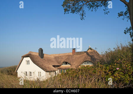 Cottage con il tetto di paglia dietro le dune, Mar Baltico beach, Ahrenshoop, Darß, Meclemburgo-Pomerania, Germania Foto Stock