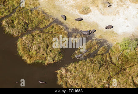 Ippopotami (Hippopotamus amphibius), allevamento allevamento, poltrire in corrispondenza di un bordo di una palude di acqua dolce, vista aerea, Okavango Delta Foto Stock
