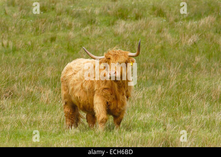 Highland scozzesi bovini (Bos taurus), Isola di Skye, regione delle Highlands, Scotland, Regno Unito, Europa Foto Stock