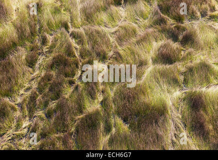 Palude erbosa con sentieri animale, vista aerea, Okavango Delta, Moremi Game Reserve, Botswana Foto Stock