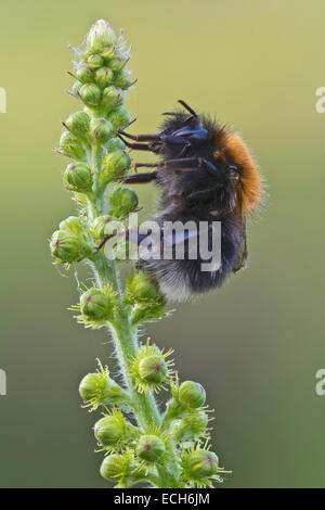 Nuovo giardino bumblebee (Bombus hypnorum), Burgenland, Austria Foto Stock