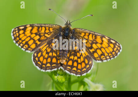 La Nickerl fritillary (Melitaea aurelia), Burgenland, Austria Foto Stock