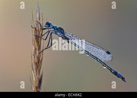 Damselfly smeraldo (Lestes sponsa), maschio, Burgenland, Austria Foto Stock