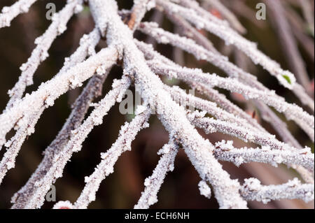 Congelati coperto di brina cottoneaster arbusto una grande fonte di cibo per uccelli durante l'inverno leggera profondità di campo Foto Stock