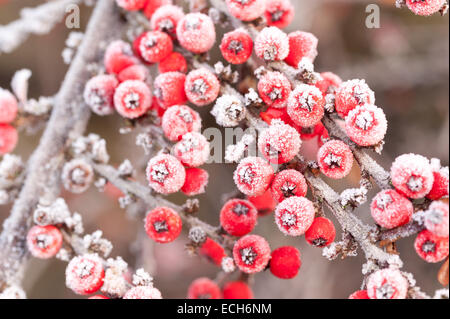 Congelati coperto di brina bacche rosse cottoneaster arbusto una grande fonte di cibo per uccelli durante l'inverno leggera profondità di campo Foto Stock
