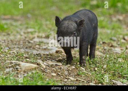 Il vietnamita ventre gonfio maiale (Sus scrofa f. domestica), maialino, captive, Austria Foto Stock