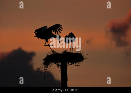 Cicogna bianca (Ciconia ciconia), Adulto coppia su artificiale poli di nesting al tramonto, provincia di Cáceres, Estremadura, Spagna Foto Stock