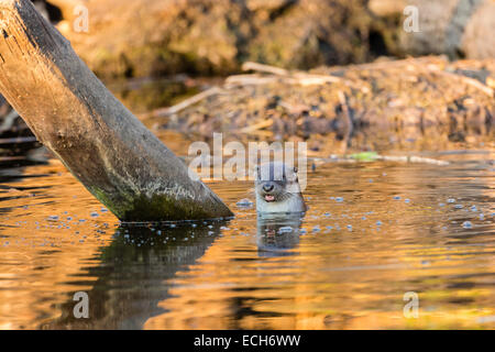 Lontra europea (Lutra lutra) in acqua, Podlaskie Provincia, Polonia Foto Stock