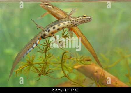 Newt liscia (Triturus vulgaris), maschio e femmina durante la stagione degli amori, Nord Reno-Westfalia, Germania Foto Stock