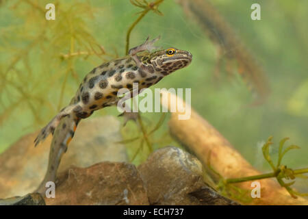 Newt liscia (Lissotron vulgaris), maschio nella riproduzione dei colori, Renania settentrionale-Vestfalia, Germania Foto Stock