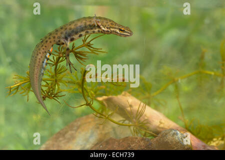 Newt liscia (Lissotron vulgaris), maschio nella riproduzione dei colori, Renania settentrionale-Vestfalia, Germania Foto Stock