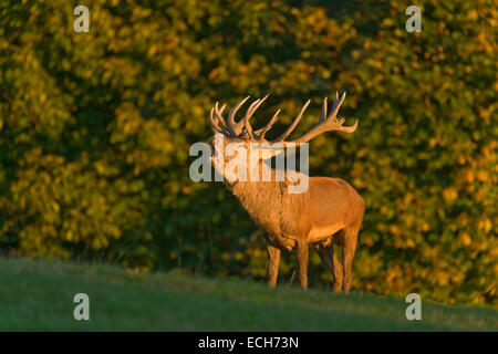 Il cervo (Cervus elaphus), ruggisce nel solco nella luce della sera, captive, Bassa Sassonia, Germania Foto Stock