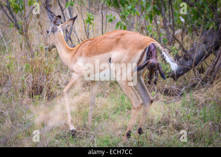 Impala (Aepyceros melampus) femmina alla nascita, la testa e le gambe anteriori del neonato sporgente dalla femmina permanente Foto Stock