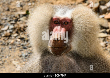 Hamadryas Baboon (Papio hamadryas), Eritrea Foto Stock