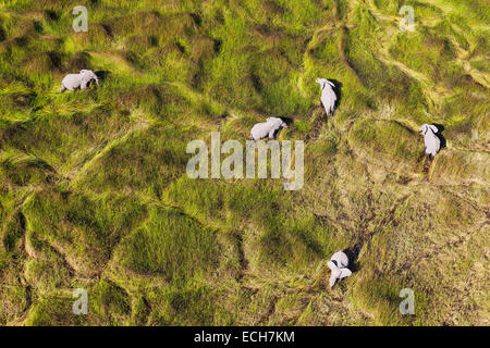 L'elefante africano (Loxodonta africana), mucche, alimentando in una palude di acqua dolce, vista aerea, Okavango Delta, Botswana Foto Stock