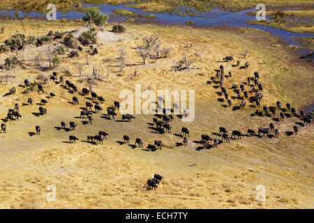 Capo I BUFALI (Syncerus caffer caffer), il roaming mandria presso il fiume Gomoti, Okavango Delta, Botswana Foto Stock