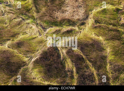 Palude erbosa con sentieri animale, vista aerea, Okavango Delta, Botswana Foto Stock