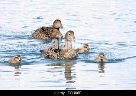 Eider comune (Somateria mollissima), femmina con pulcini, Isola di Helgoland, Schleswig-Holstein, Germania Foto Stock