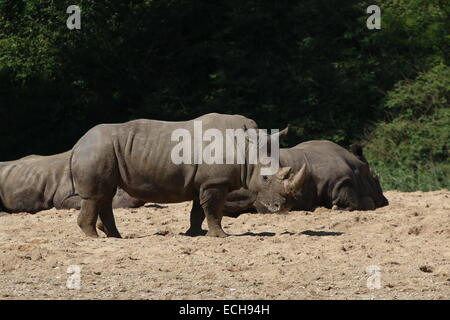 Gruppo di appoggio africano il rinoceronte bianco (Rhinoceros Ceratotherium simum) Foto Stock