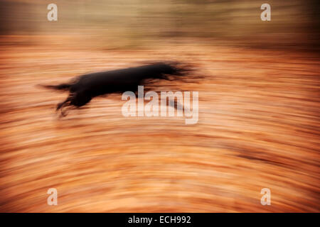 Abstract background. Moto in esecuzione sfocata cane nel parco autunnali. Foto Stock