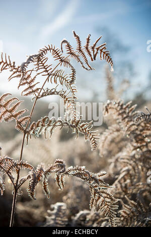 Frosty Bracken fronde in una fredda mattinata invernale nel parco di Etherow, Cheshire, Inghilterra. Foto Stock