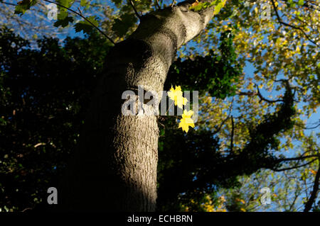 Due nuove foglie crescono fuori del tronco di un albero retro illuminato dal sole. Foto Stock