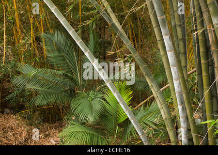 Maurizio, Mahebourg, bambù e fronde di palma in Biscuiterie Rault manioca Tapioca biscottificio garden Foto Stock