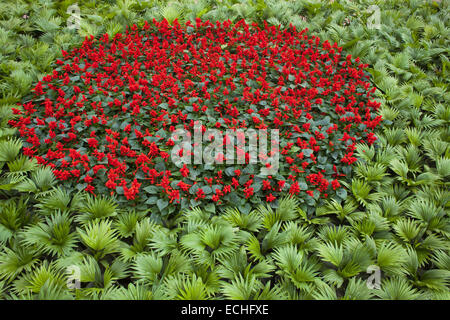 Dacca in Bangladesh. 15 dic 2014. Giardiniere fatto progettazione della Malaysia flg utilizzando fiori ed erba di fronte nazionale dei martiri Memorial in occasione della Giornata della Vittoria.massiccia i preparativi sono stati presi in e intorno al Mausoleo Nazionale dove migliaia di persone si riuniranno per la vittoria di giorno in omaggio per la guerra di liberazione dei martiri. Credito: ZUMA Press, Inc./Alamy Live News Foto Stock