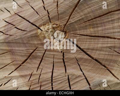 Texture di legno intagliate di tronco di albero, macro Foto Stock