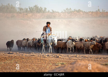 Pastore turkmeno a cavallo su Ciuchino mentre imbrancandosi gregge di pecore nel deserto del Karakum in Turkmenistan Foto Stock