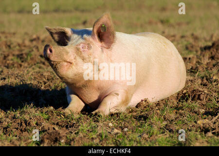 Contenti i suini. Lone maiale dentellare wallowing in un campo fangoso. Foto Stock