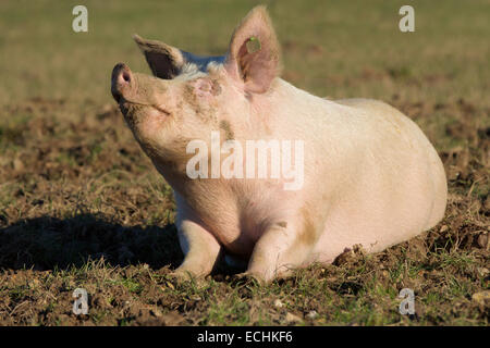 Contenti i suini. Lone maiale dentellare wallowing in un campo fangoso. La testa e il naso in aria prendendo il sole. Foto Stock